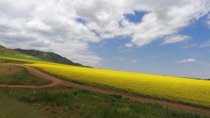 扁都口山坡油菜花延时