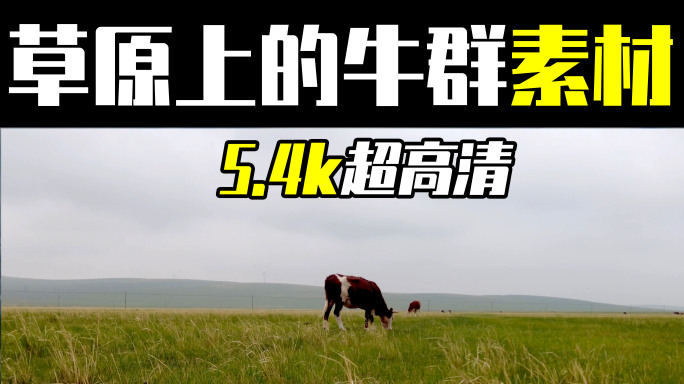 5.4k超高清多角度拍摄草原上的牛群素材