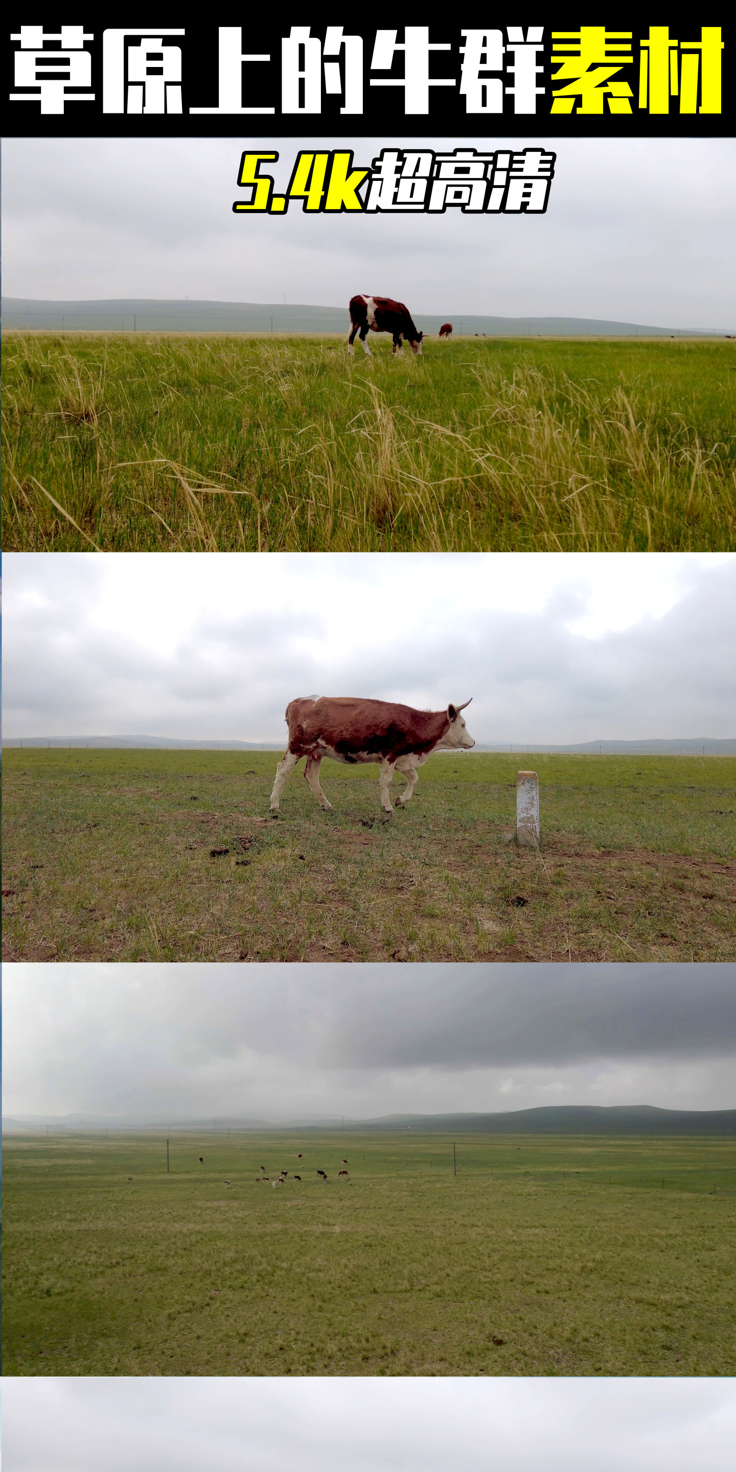 5.4k超高清多角度拍摄草原上的牛群素材