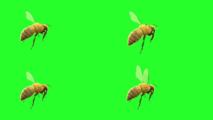 一只蜜蜂在绿色背景上飞行，3D渲染