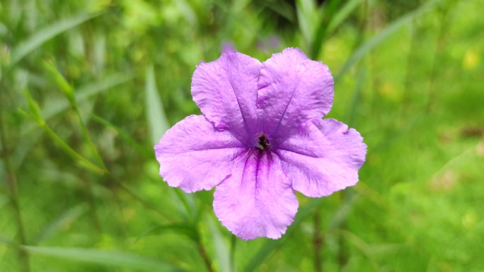 微距近距离拍摄花朵蜜蜂