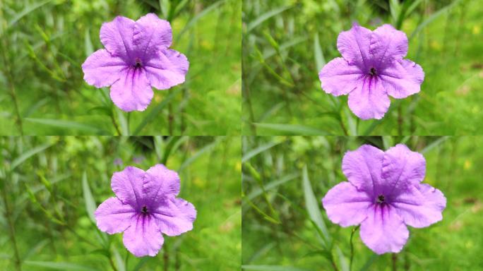 微距近距离拍摄花朵蜜蜂