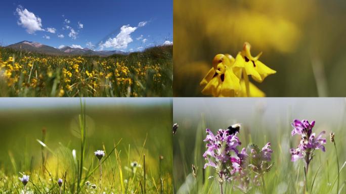 阿热湿地、草原、蓝天、白云、花、草、蜜蜂