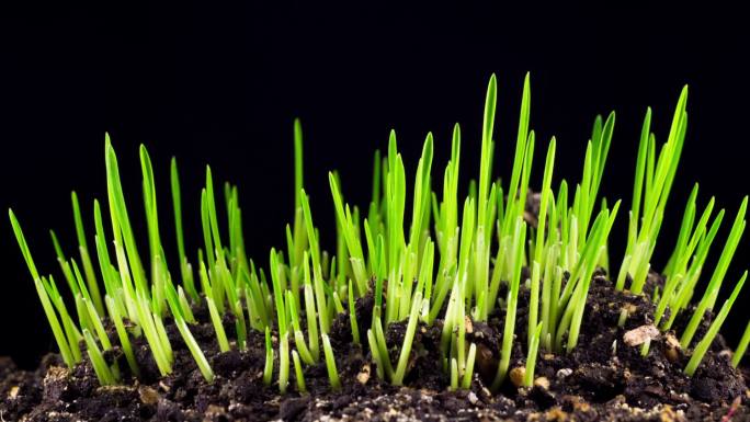 泥土地上加速生长新的绿色草