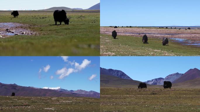 西藏、纳木错、牦牛、蓝天白云、自然风景