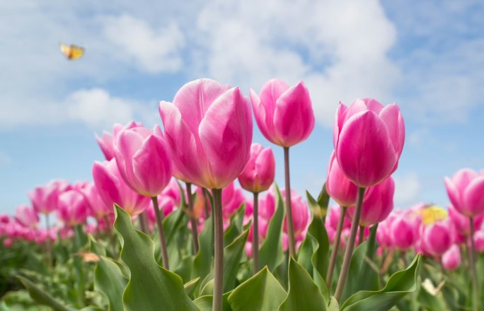 郁金香花海