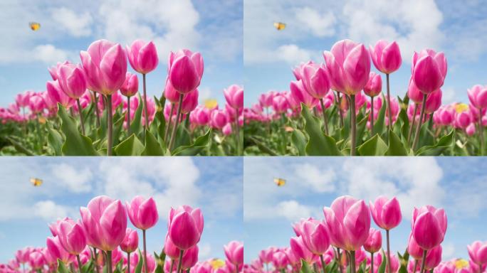 郁金香花海