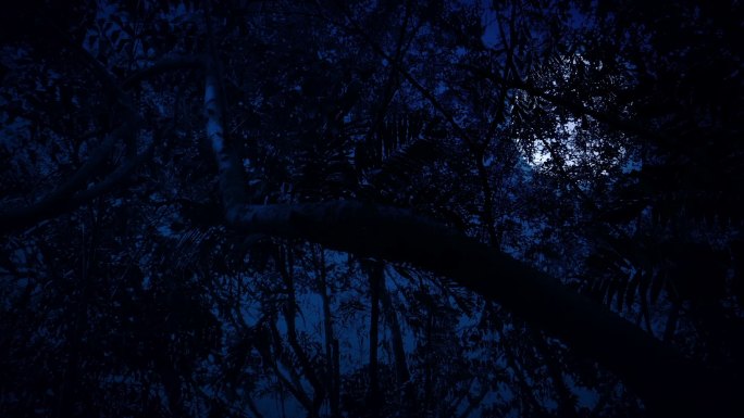 月圆之夜的丛林