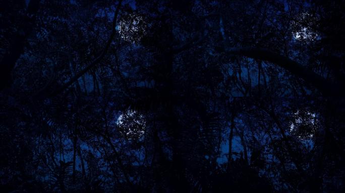 月圆之夜的丛林