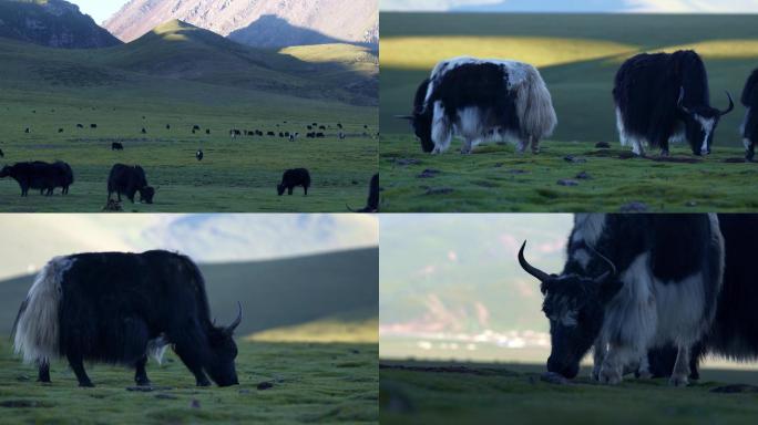 阿热湿地、草原、牦牛、西藏、动物、大山