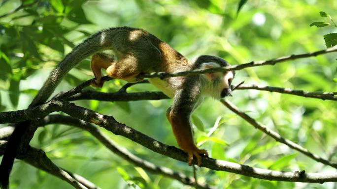 树上常见的松鼠猴栖息地生态环境生存丛林野