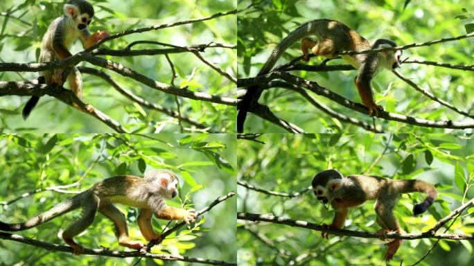 树上常见的松鼠猴栖息地生态环境生存丛林野