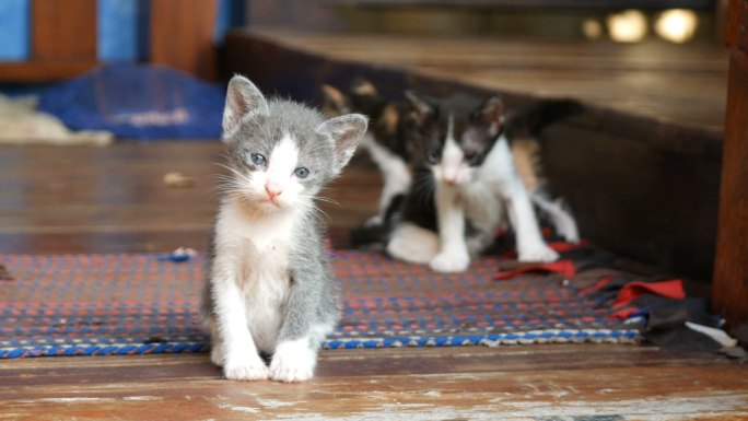 小猫在木地板上嬉戏