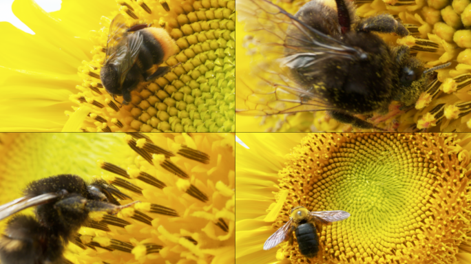 向日葵蜜蜂超微距