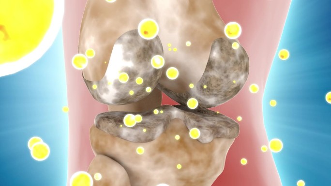 氨糖滋生骨骼营养素变化