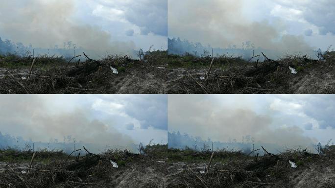 印度尼西亚棕榈油种植园的雨林破坏