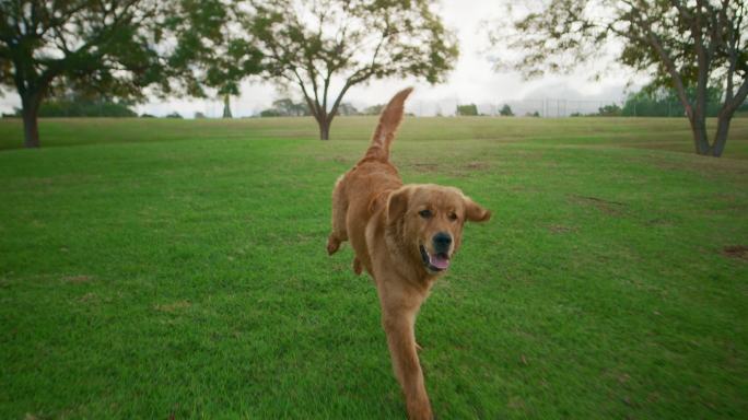 可爱的金毛猎犬在公园玩耍