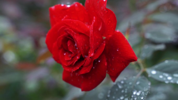 【原创】雨中红色玫瑰花