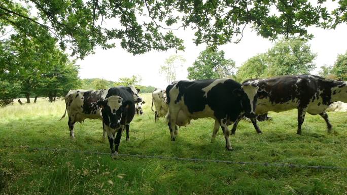 乡下的奶牛天然牧场好牛奶畜牧业