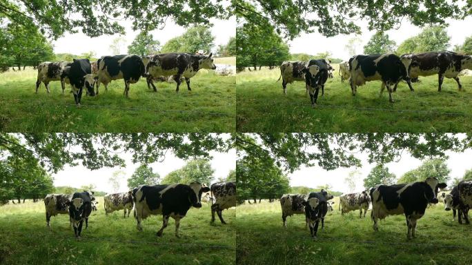 乡下的奶牛天然牧场好牛奶畜牧业