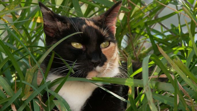 猫坐在户外的草坪上休息。