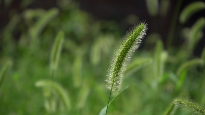 狗尾巴草