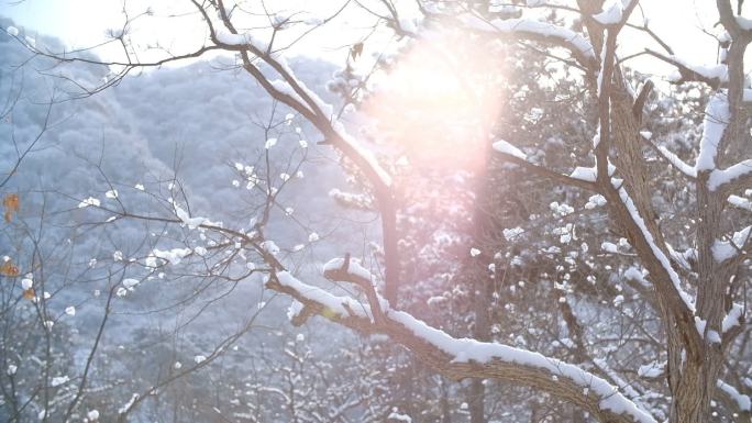 冬日下雪树林美景