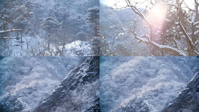 冬日下雪树林美景