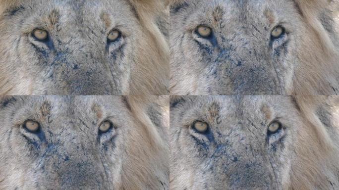 一只雄性狮子眼睛的特写镜头