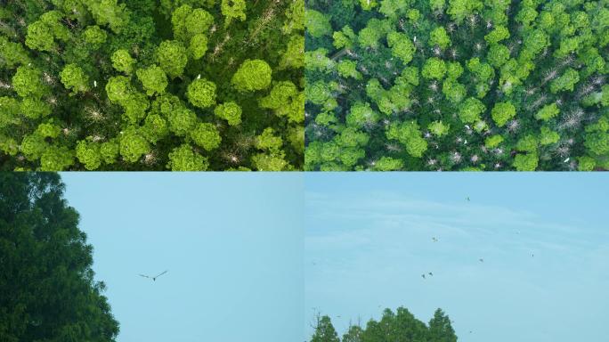 4K航拍俯瞰树林飞鸟