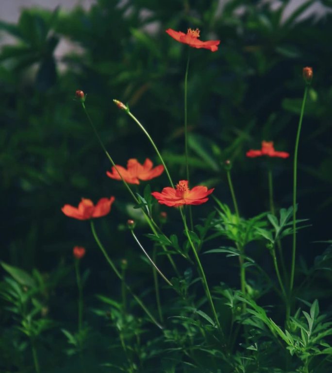治愈系花卉与树木 竖版
