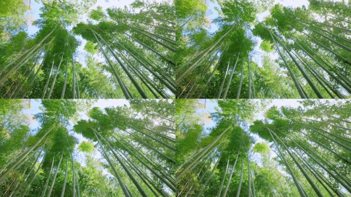 风中摇曳的翠竹竹子自然生态风光风景森林树