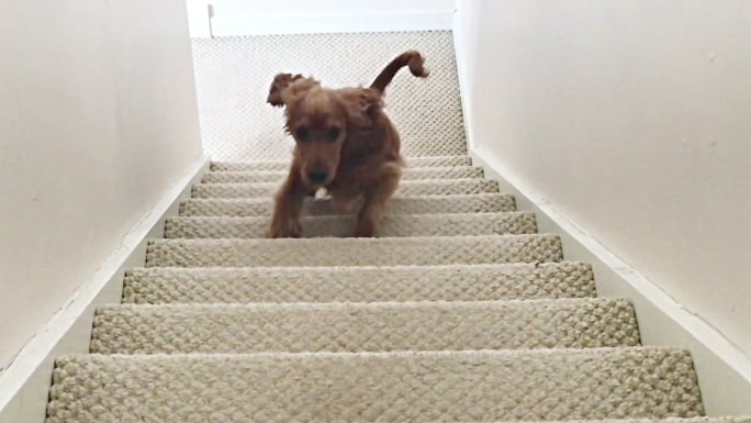 可卡犬跑上楼梯慢动作