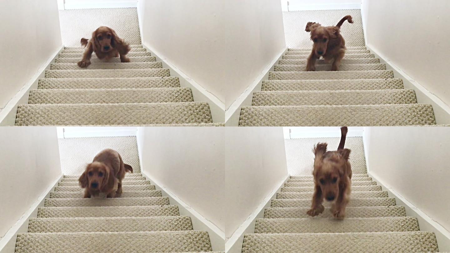 可卡犬跑上楼梯慢动作
