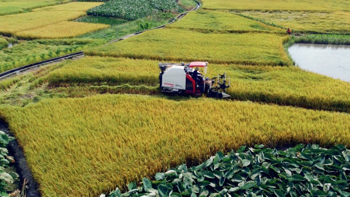 农场水稻收割-4K