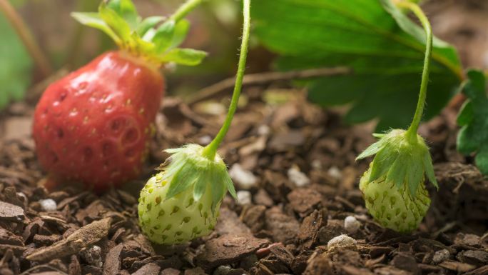 草莓在花园里的生长和成熟