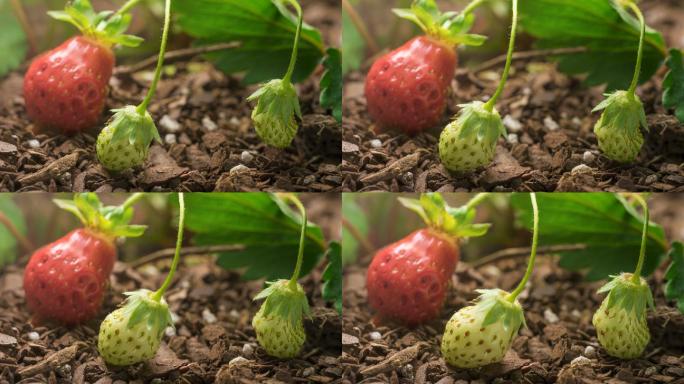 草莓在花园里的生长和成熟