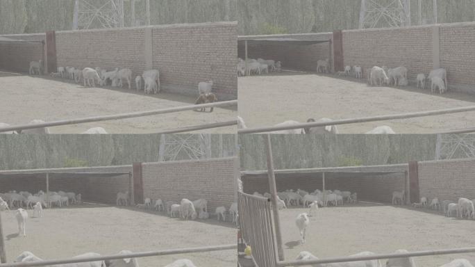 羊群养殖业圈养西北羊