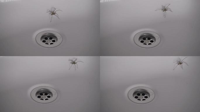 大蜘蛛被困在浴缸里
