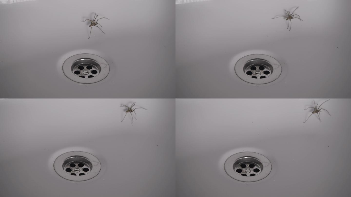 大蜘蛛被困在浴缸里