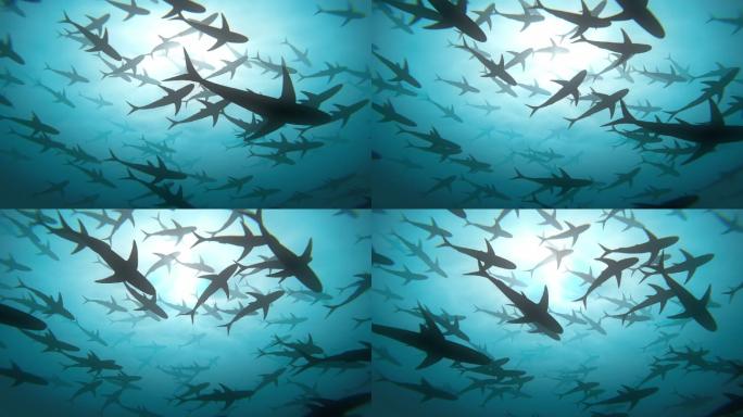 深海和巨大的鲨鱼群