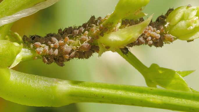 绿色蚜虫成群结队以植物茎为食