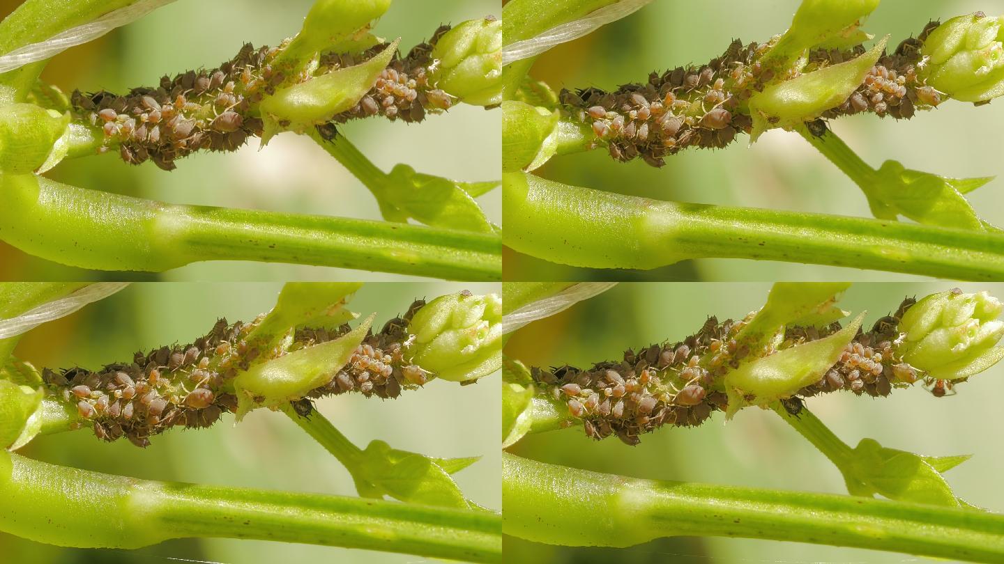 绿色蚜虫成群结队以植物茎为食