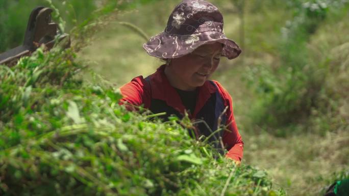 升格大山农民将草堆装车