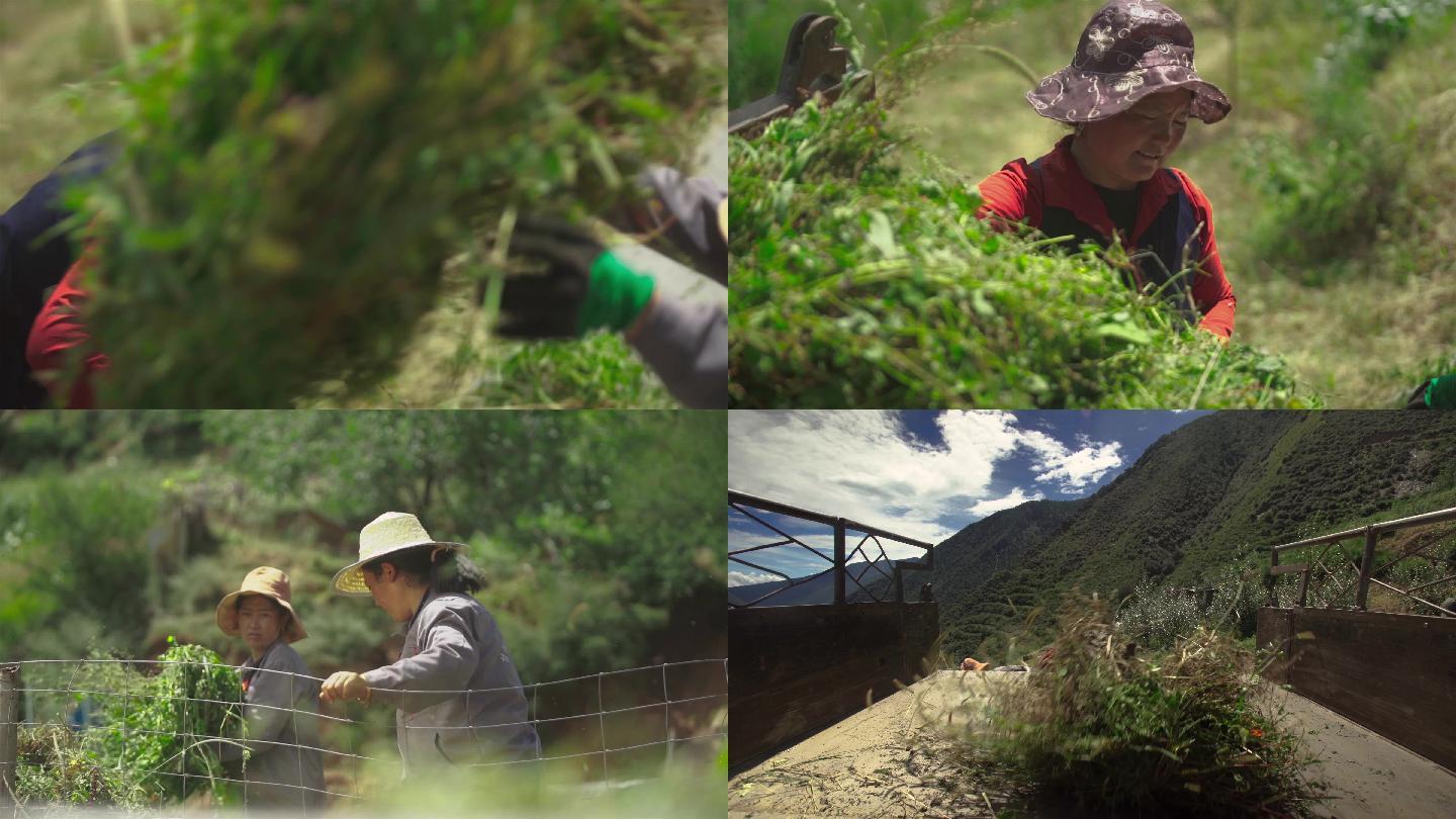 升格大山农民将草堆装车