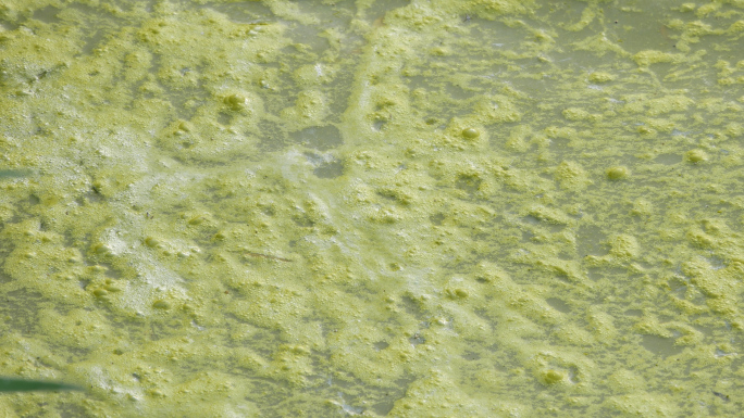 水体富营养化 水藻蓝藻水质污染