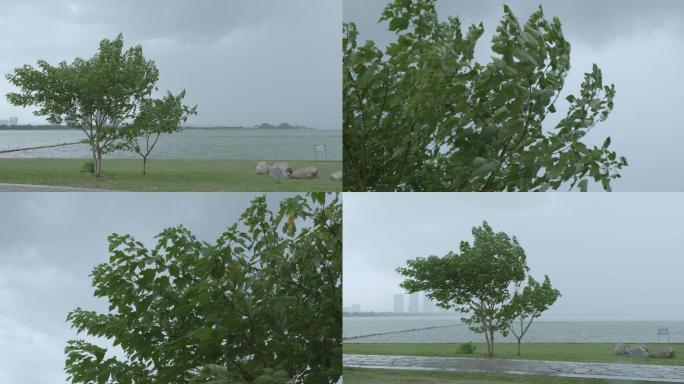 松雅湖边狂风暴雨前奏，树被吹弯，大雨。