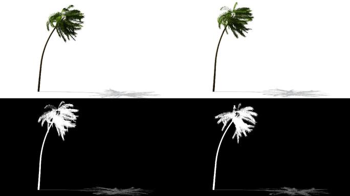黑白色背景中的棕榈树