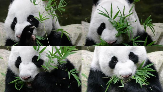 熊猫喜欢吃竹叶