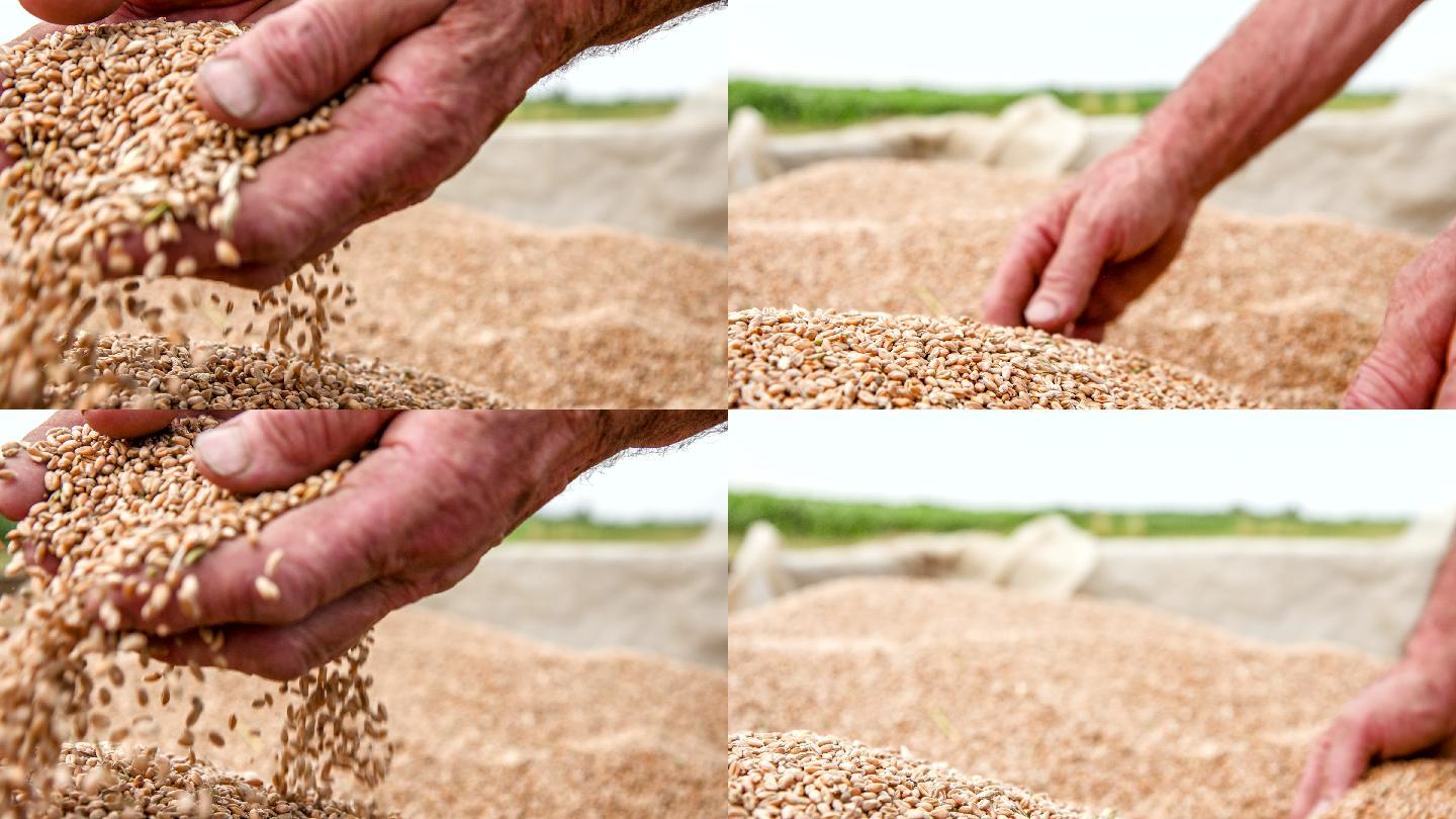 特写农民的手在检查麦粒